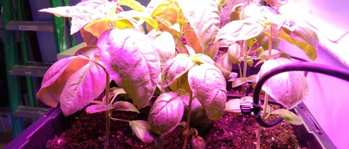 IMG_20190220_113832868